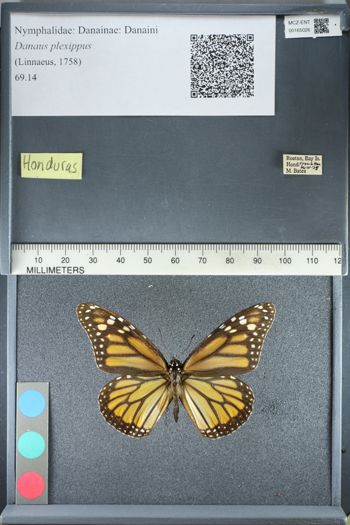 Media type: image;   Entomology 165026